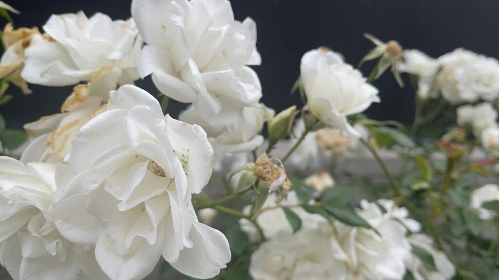 evelyn bertrand lcbjy7ntnne unsplash