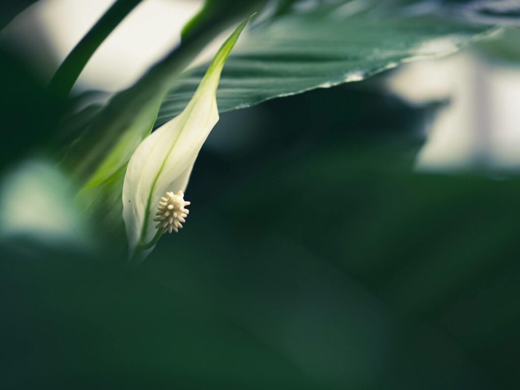 somebody else bpkcwwgzcgk unsplash
